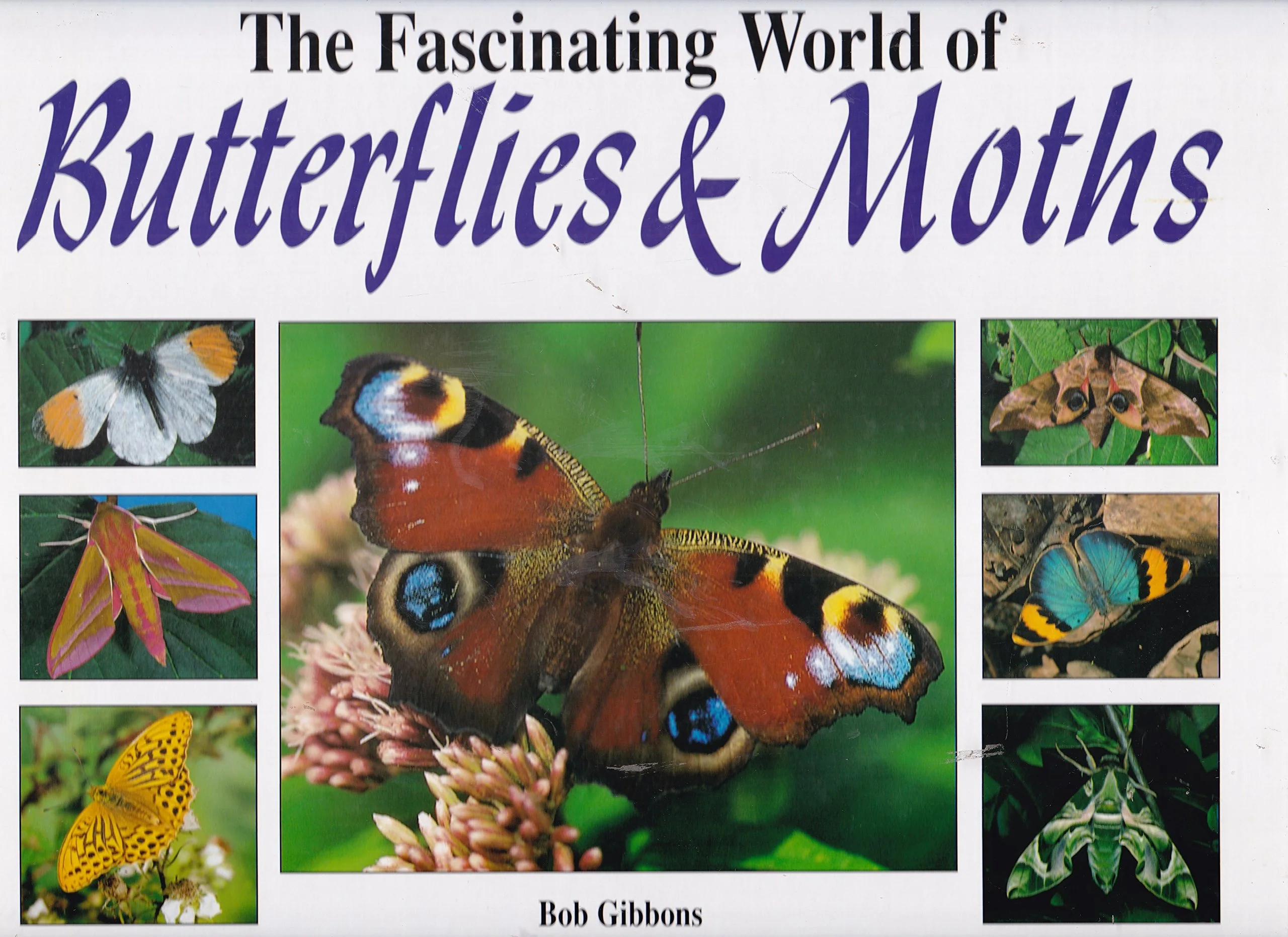 Fascinating World of Butterflies & Moths